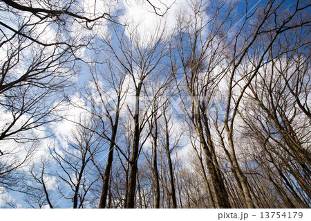冬空と枯木立 冬空と枯木立 13754179