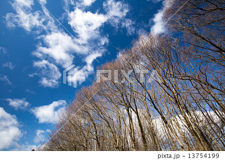 冬空と枯木立 13754199