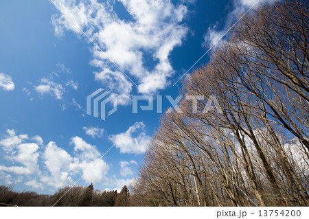 冬空と枯木立 冬空と枯木立 13754200