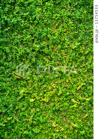Ivy 13754533