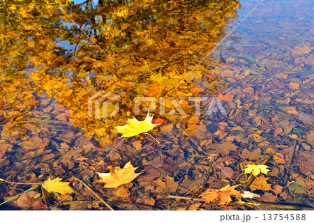 Autumn maple leaves fallen in the water. 13754588