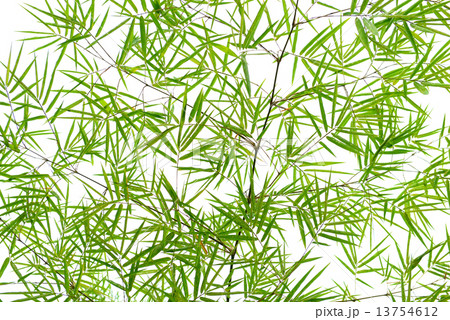 bamboo leaves bamboo leaves 13754612