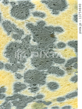 mold on bread 13754640