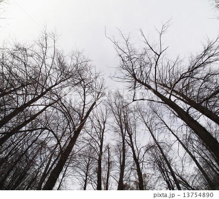 crown trees 13754890