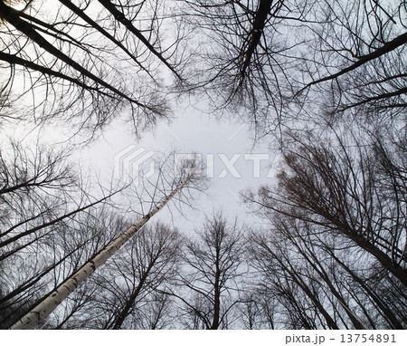 crown trees crown trees 13754891