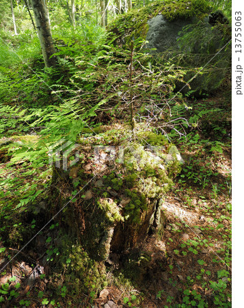 stump in the forest 13755063