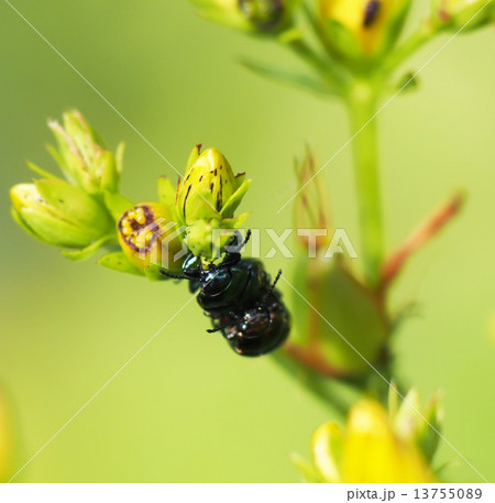 beetle in the grass beetle in the grass 13755089
