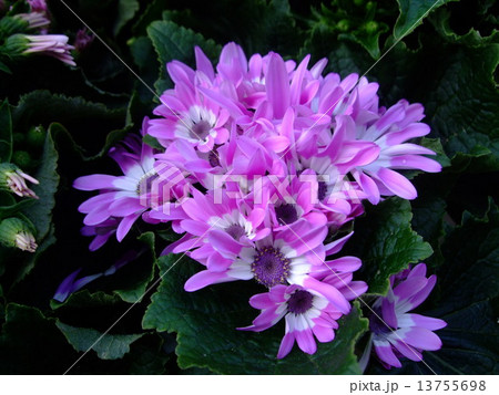 サイネリア　 13755698