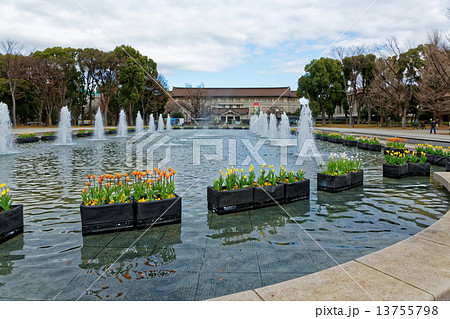 上野公園噴水広場の早咲きのチューリップと東京国立博物館 13755798