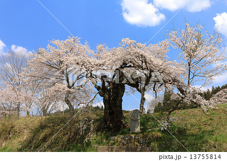 下三坂の観音桜 13755814
