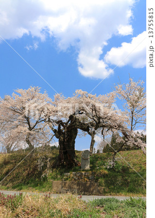 下三坂の観音桜 13755815