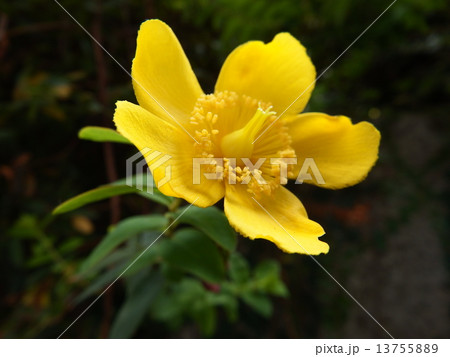 挿し木で簡単に増やせる黄金色の花 キンシバイ の写真素材