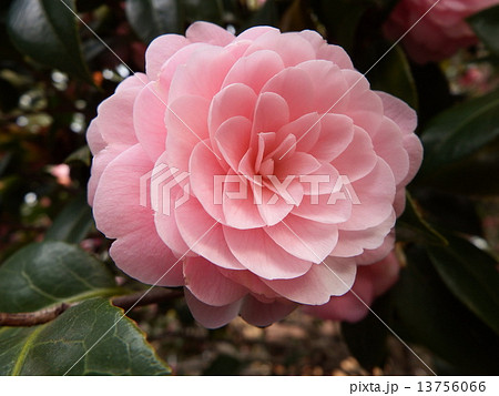 ピンクで八重咲き 可憐な乙女ツバキの花 の写真素材