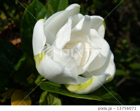 清楚で清潔そうな美しさが光る、純白のクチナシの花。 13756071