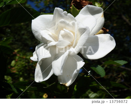 清楚で清潔そうな美しさが光る、純白のクチナシの花。 13756072