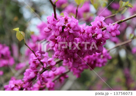 赤紫色の小さな花が枝にびっしりと咲く 春の使者ハナズオウ の写真素材