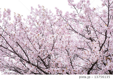 桜 13756135