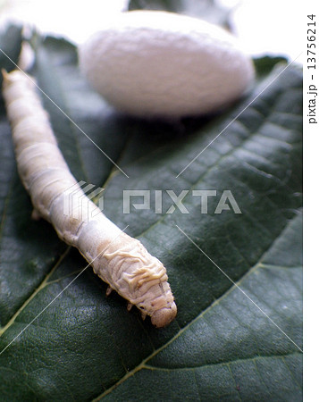 カイコと繭 13756214