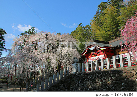 小川諏訪神社のシダレザクラ 小川諏訪神社のシダレザクラ 13756284