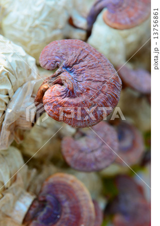 Lingzhi Mushroom 13756861