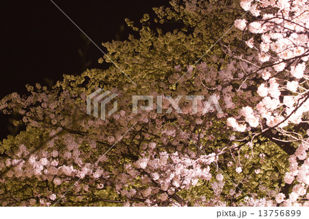 夜桜 13756899