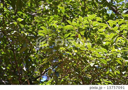 キンモクセイ（金木犀） 13757091