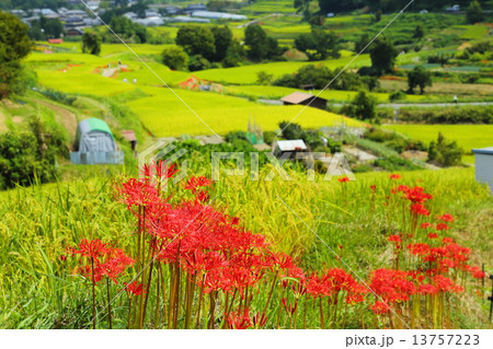彼岸花と稲渕の棚田 彼岸花と稲渕の棚田 13757223