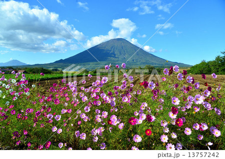 羊蹄山とコスモス 羊蹄山とコスモス 13757242
