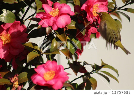 山茶花の蜜を吸いに来ていたメジロ。 13757685