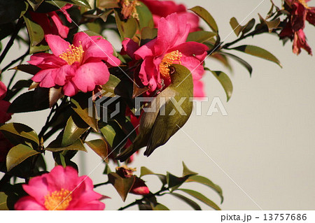 山茶花の蜜を吸いに来ていたメジロ。 13757686