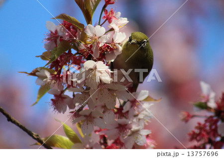 桜の花の蜜を吸いに来ていたメジロ。 桜の花の蜜を吸いに来ていたメジロ。 13757696
