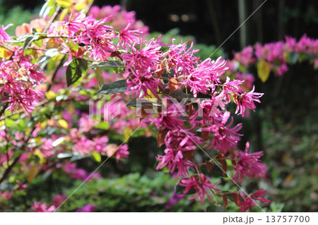 薄紫の花弁が美しい、ベニバナトキワマンサクの花。 13757700