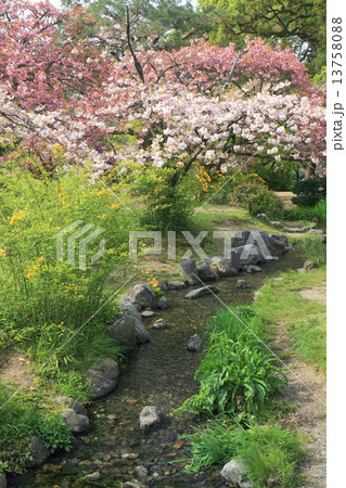 京都 春の京都御苑 出水の小川 京都 春の京都御苑 出水の小川 13758088