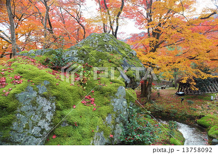 京都　秋の宝厳院　獅子岩 13758092