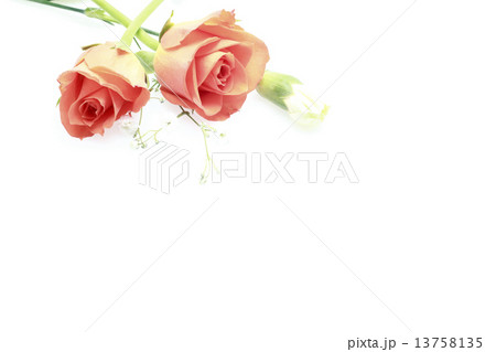 花、バラ、背景素材 花、バラ、背景素材 13758135