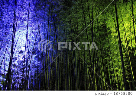 12月 竹林の小径・嵐山花灯路 13758580