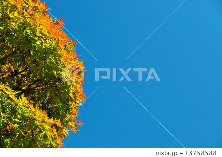 紅葉の紅葉 13758588