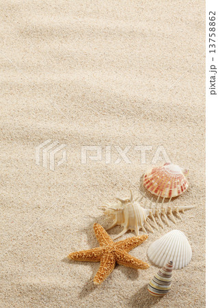 砂浜の上の貝とヒトデ 13758862
