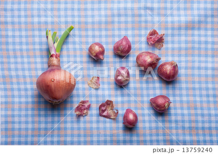 Shallot Shallot 13759240