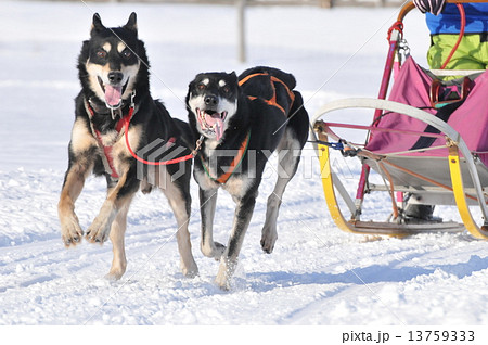 犬ぞり１ 13759333