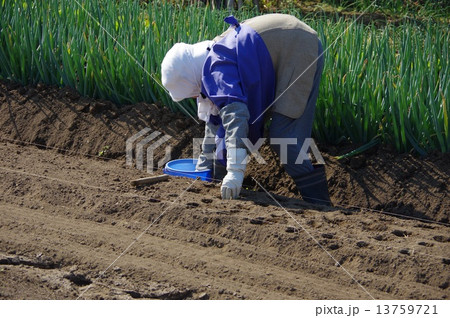 野菜を作る農婦　農婦の野菜作り 13759721