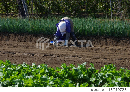 野菜を作る農婦 農婦の野菜作り 野菜を作る農婦 農婦の野菜作り 13759723