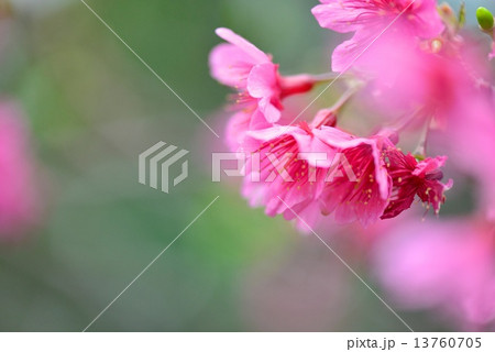 寒緋桜 寒緋桜 13760705