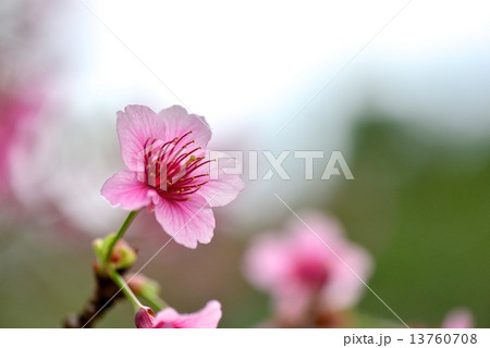 寒緋桜 寒緋桜 13760708