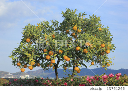 ハッサクの木 13761266
