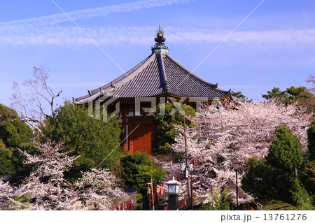 春の興福寺　南円堂（奈良）桜満開 13761276