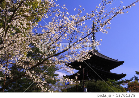 春の興福寺　五重塔（奈良）桜満開 13761278