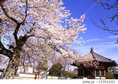 春の興福寺 北円堂(奈良)桜満開 春の興福寺 北円堂(奈良)桜満開 13761283