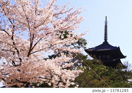 春の興福寺　五重塔（奈良）桜満開 13761285