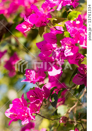 ラオス　ルアンパバーンのブーゲンビリア　赤 13761334
